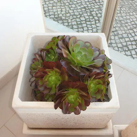 Na Casa Da Andreia *